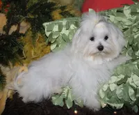 Conrad, a male Maltese for sale in Billings, MO – 4 of 9