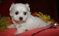 Casper , a male Maltese for sale in Billings, MO – 6 of 9