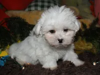 Blaze, a male Maltese for sale in Billings, MO – 4 of 9