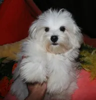 Bruiser, a male Maltese for sale in Billings, MO – 8 of 9