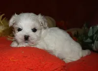 Destiney, a female Maltese for sale in Billings, MO – 5 of 8