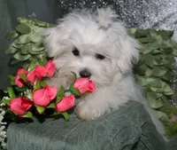 Farrah, a female Maltese for sale in Billings, MO – 7 of 9