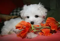 Destiney, a female Maltese for sale in Billings, MO – 10 of 10