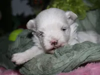 Bruiser, a male Maltese for sale in Billings, MO – 6 of 9