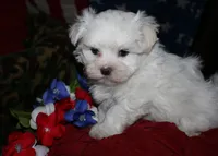 Bruiser, a male Maltese for sale in Billings, MO – 9 of 9