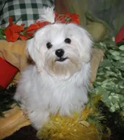 Bruiser, a male Maltese for sale in Billings, MO – 5 of 9