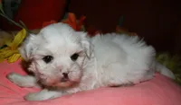 Blaze, a male Maltese for sale in Billings, MO – 4 of 9