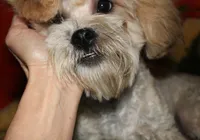 Luke, a male Shihpoo for sale in Billings, MO – 2 of 10
