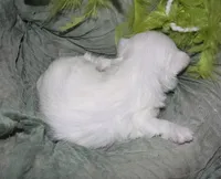 Dakota, a male Maltese for sale in Billings, MO – 6 of 7