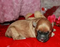 Luke, a male Shihpoo for sale in Billings, MO – Photo 4 of 7
