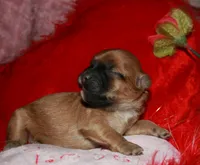 Luke, a male Shihpoo for sale in Billings, MO – Photo 5 of 7