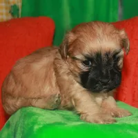 Luke, a male Shihpoo for sale in Billings, MO – Photo 5 of 10
