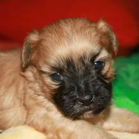 Luke, a male Shihpoo for sale in Billings, MO – Photo 10 of 10