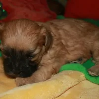 Luke, a male Shihpoo for sale in Billings, MO – Photo 4 of 10