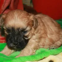 Luke, a male Shihpoo for sale in Billings, MO – Photo 3 of 10