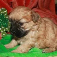 Luke, a male Shihpoo for sale in Billings, MO – Photo 9 of 10