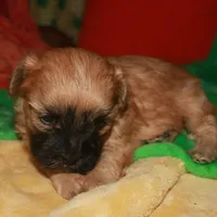 Luke, a male Shihpoo for sale in Billings, MO – Photo 7 of 10