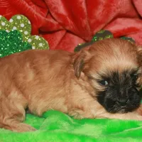 Luke, a male Shihpoo for sale in Billings, MO – Photo 8 of 10
