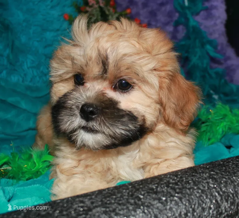 Luke – Shihpoo puppy for sale in Billings, MO