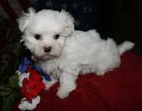 Bruiser, a male Maltese for sale in Billings, MO – 3 of 9