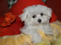 Chester, a male Maltese for sale in Billings, MO – 3 of 9