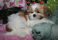 MoJo, a male Shih Tzu for sale in Billings, MO – 7 of 9