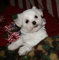 Fred, a male Maltese for sale in Billings, MO – 9 of 10