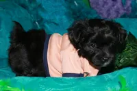Frank, a male Morkie for sale in Billings, MO – 2 of 10