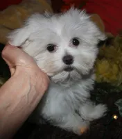 Conrad, a male Maltese for sale in Billings, MO – 7 of 9