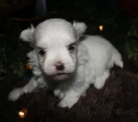 Casper , a male Maltese for sale in Billings, MO – 8 of 10