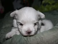 Stumpy, a male Maltese for sale in Billings, MO – 2 of 10