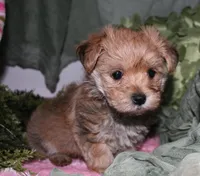 Moses , a male Morkie for sale in Billings, MO – 6 of 9