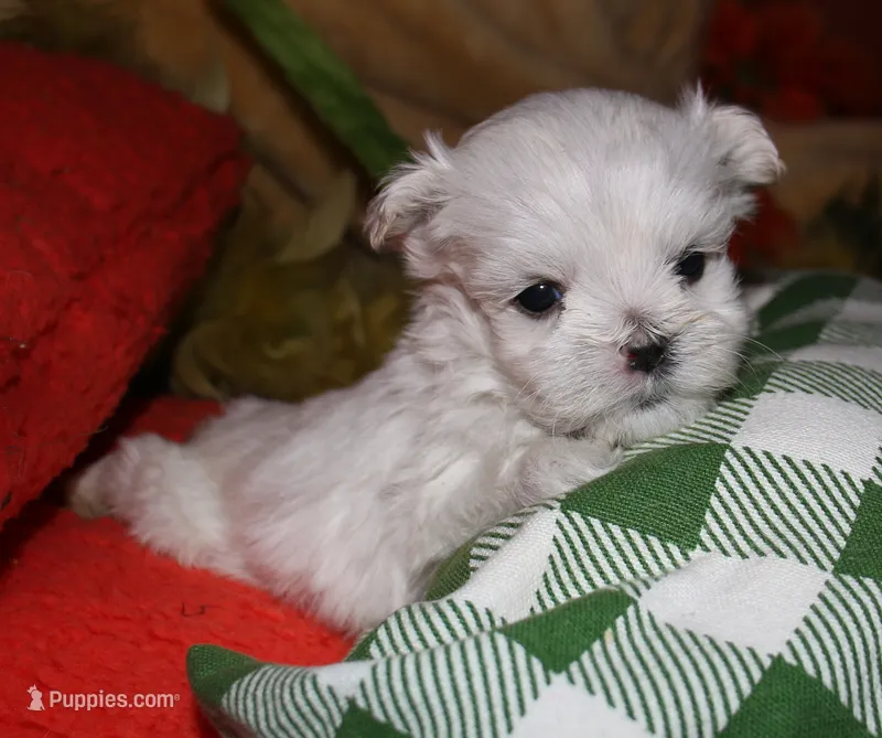 Rupert – Maltese puppy for sale in Billings, MO