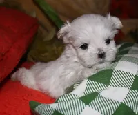 Rupert, a male Maltese for sale in Billings, MO – 1 of 9