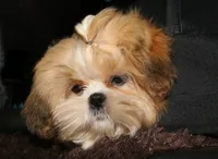 MoJo, a male Shih Tzu for sale in Billings, MO – 2 of 6