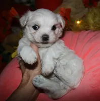Ziggy , a male Maltese for sale in Billings, MO – 8 of 9