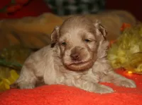 Gizmo, a male Maltipoo for sale in Billings, MO – 8 of 9