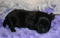 Frank, a male Morkie for sale in Billings, MO – Photo 6 of 9