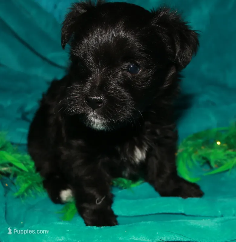 Frank – Morkie puppy for sale in Billings, MO