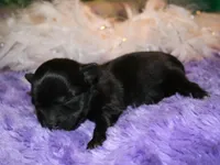 Frank, a male Morkie for sale in Billings, MO – Photo 2 of 9