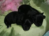 Frank, a male Morkie for sale in Billings, MO – Photo 7 of 9