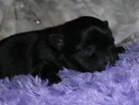 Frank, a male Morkie for sale in Billings, MO – Photo 4 of 9