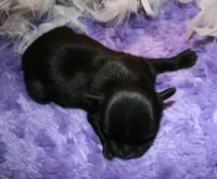 Frank, a male Morkie for sale in Billings, MO – Photo 5 of 9