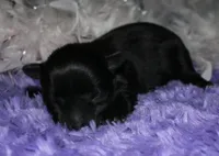 Frank, a male Morkie for sale in Billings, MO – Photo 3 of 9