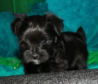 Frank, a male Morkie for sale in Billings, MO – 3 of 10
