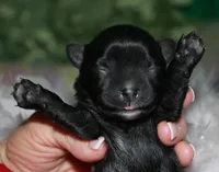 Frank, a male Morkie for sale in Billings, MO – Photo 9 of 9