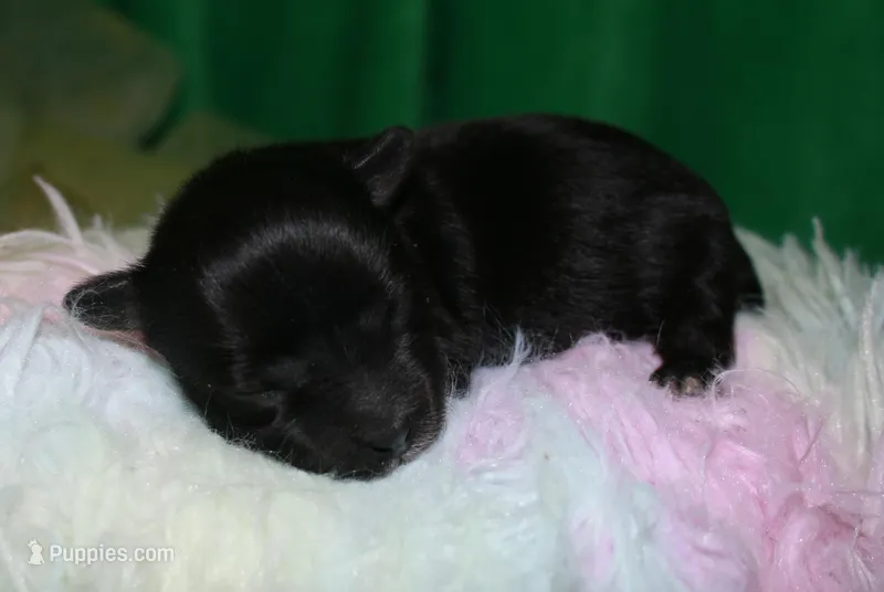 Frank – Morkie puppy for sale in Billings, MO