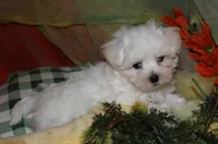 Ziggy , a male Maltese for sale in Billings, MO – 3 of 10