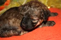 Theodore, a male Maltipoo for sale in Billings, MO – 7 of 9