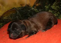 Shaggy, a male Shih Tzu for sale in Billings, MO – 6 of 9